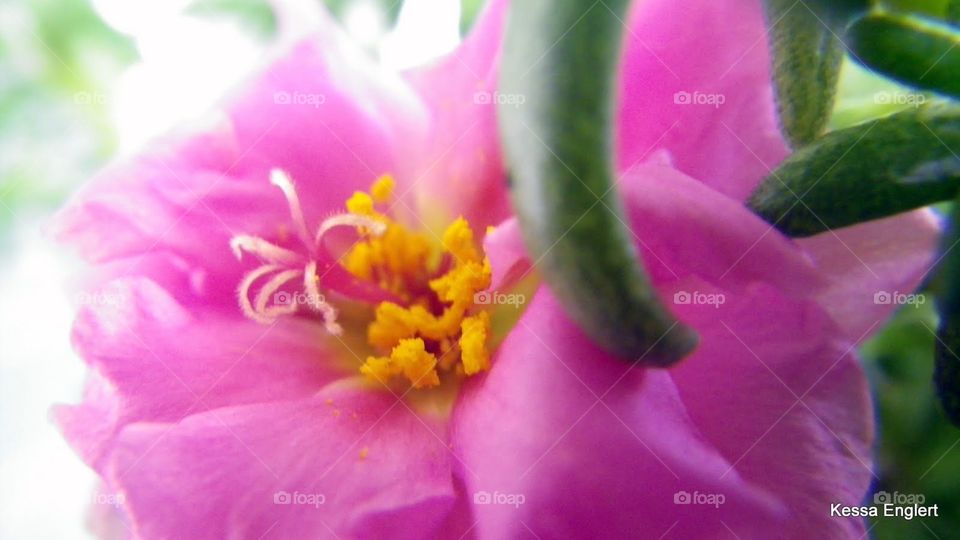 Macro Ice Plant Bloom