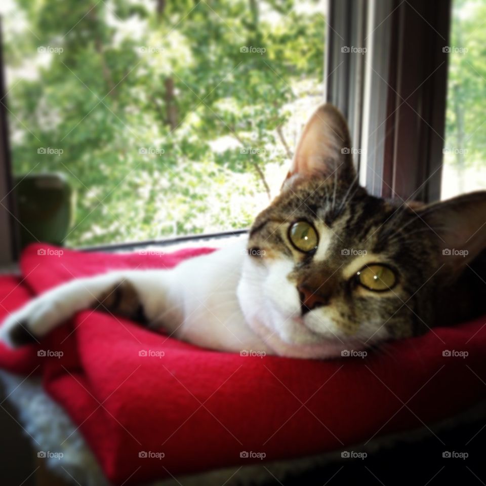 Cat relaxing in her window sill hammock.