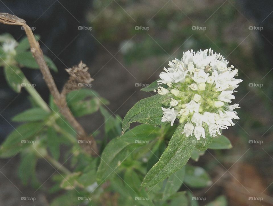 buquê de noiva do mato