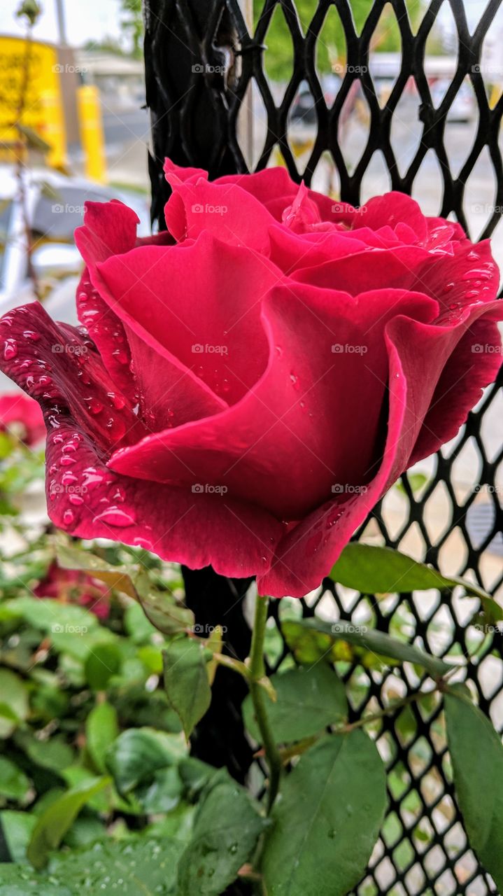 red rose on rainy day