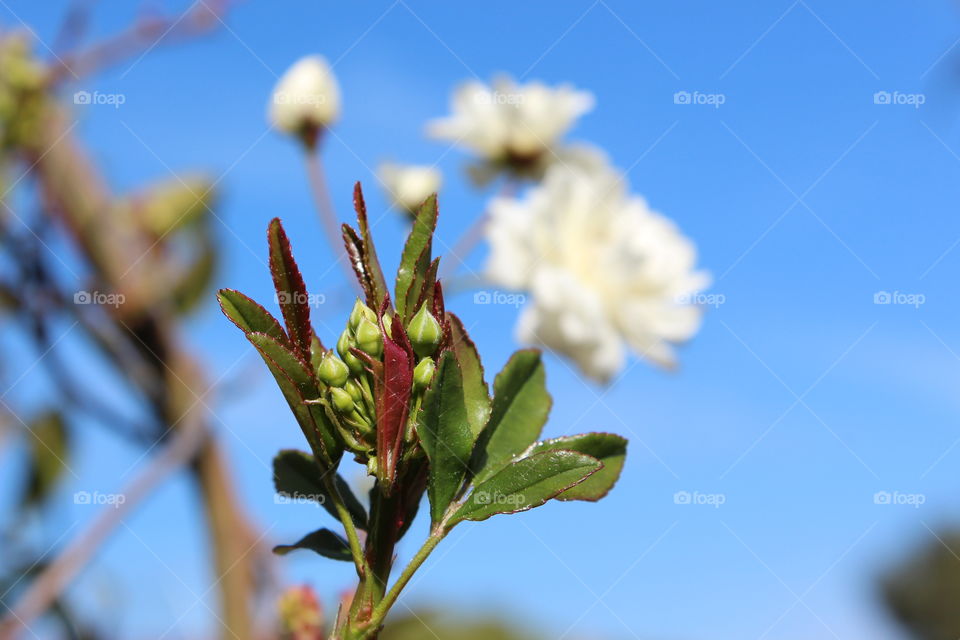 first buds and flowers of spring