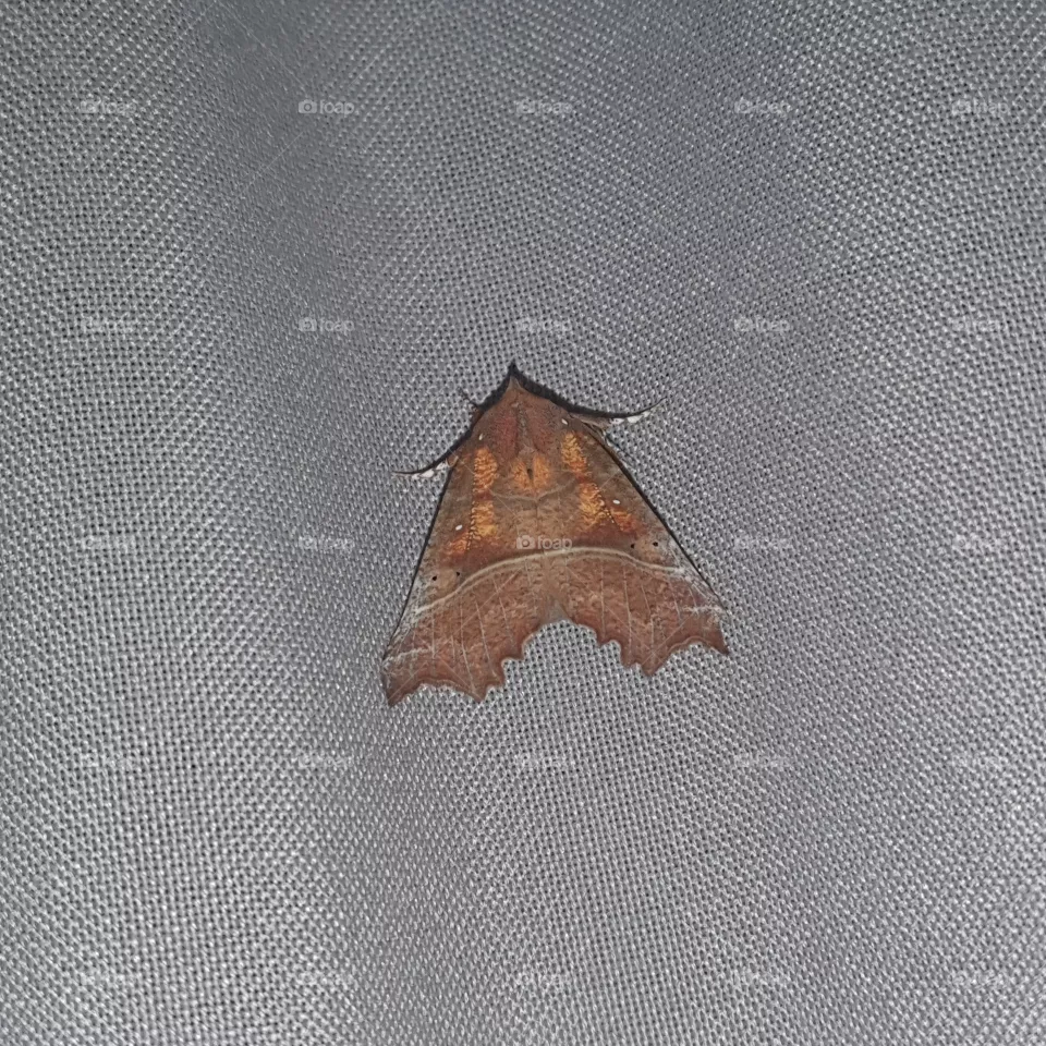 A moth on the curtain.