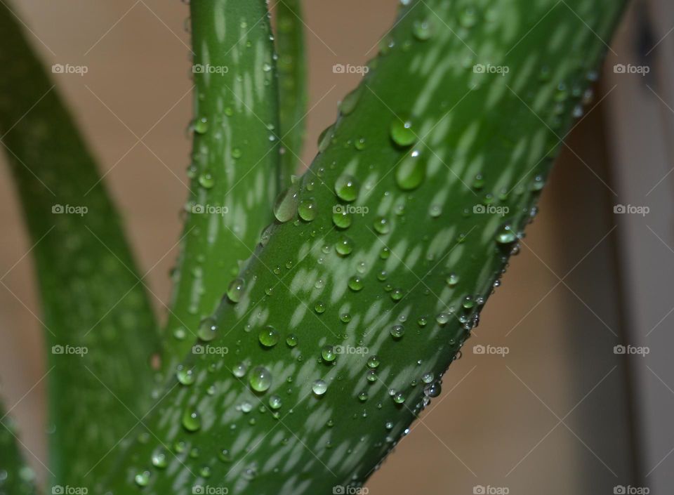 green fresh alovera leafs water drops for background