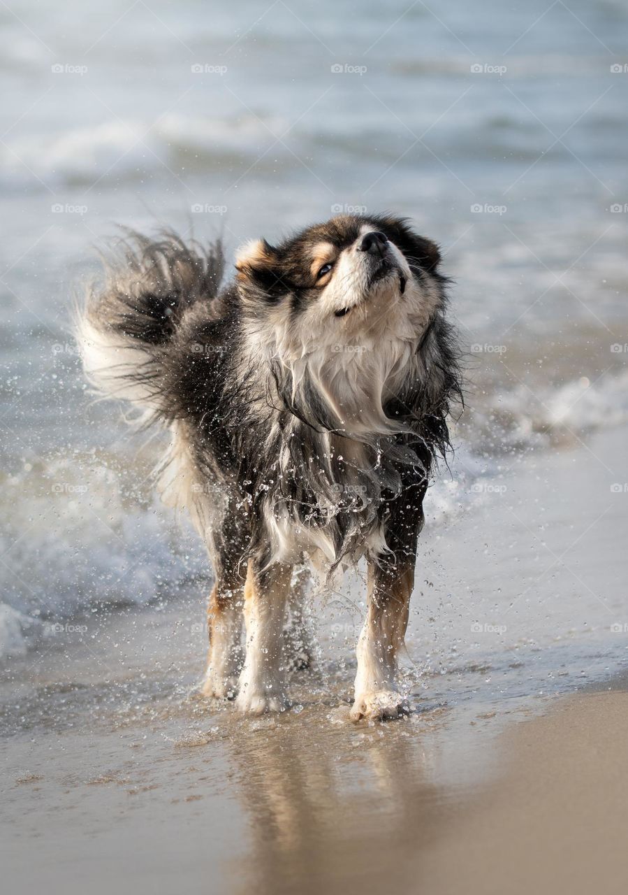 A dog shaking water off