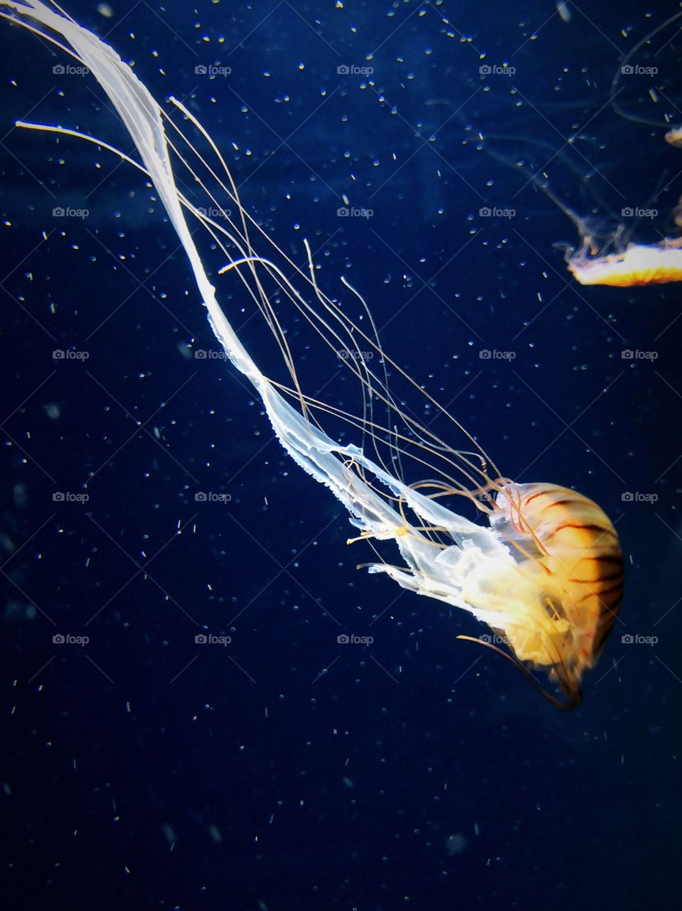 Jelly fish @ S.E.A. Aquarium in Singapore