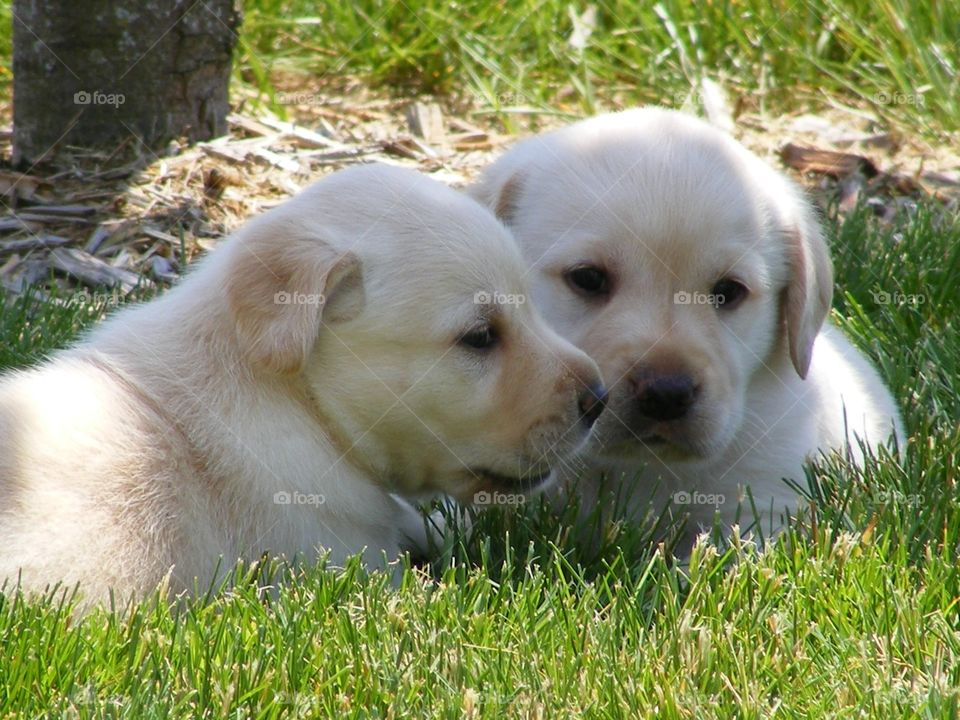 2 puppies