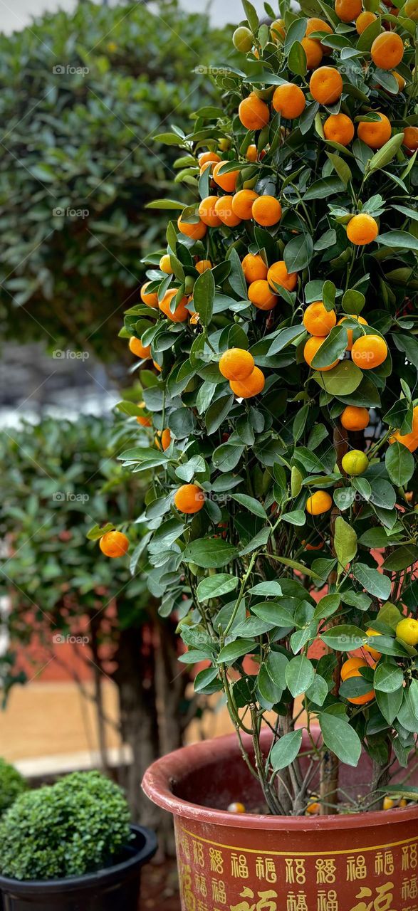 Ornamental Orange Tree  