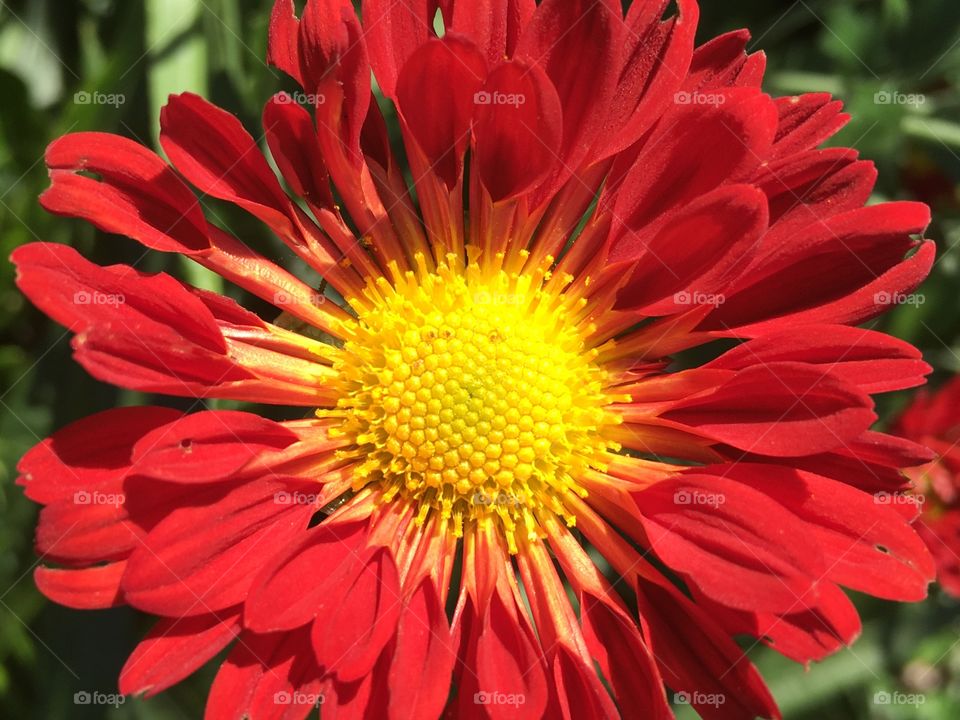 Red and Yellow Chrysanthemum