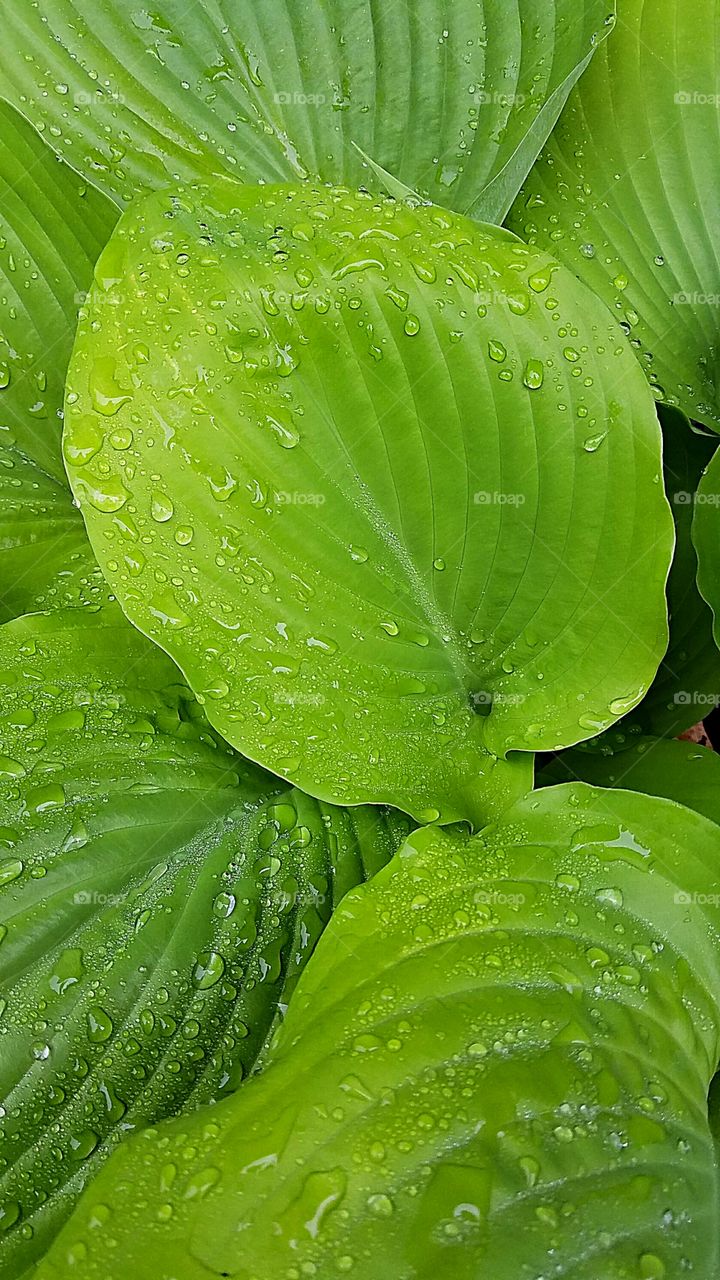 hosta after a spring rain