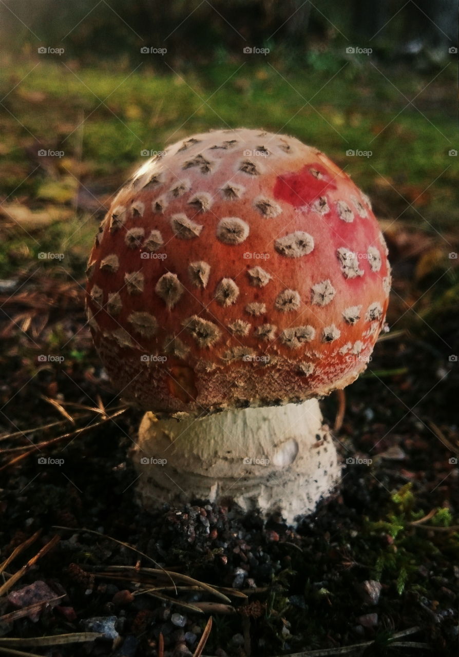 Small fly agaric. Amanita muscaria