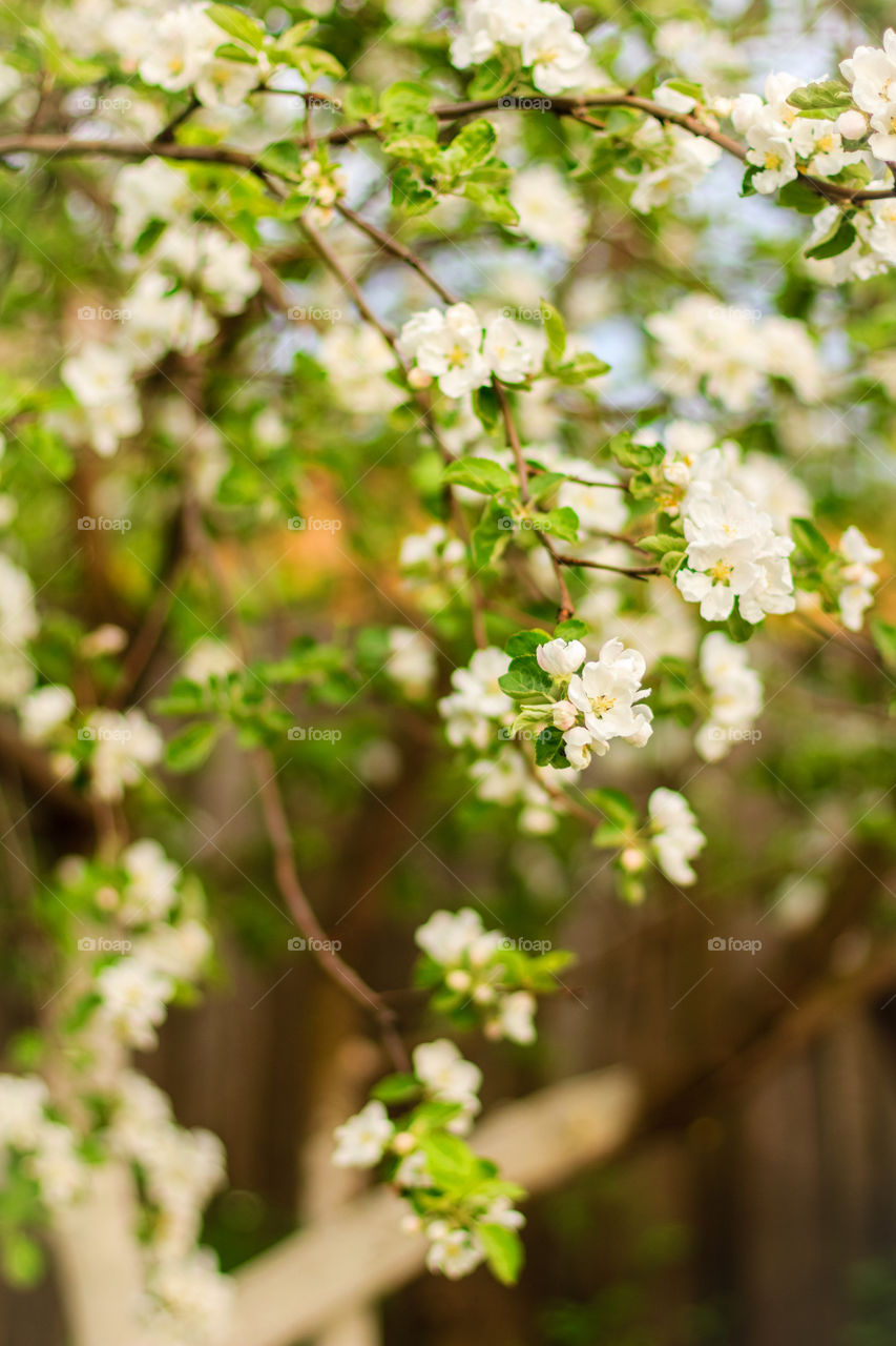 Blooming apple tree