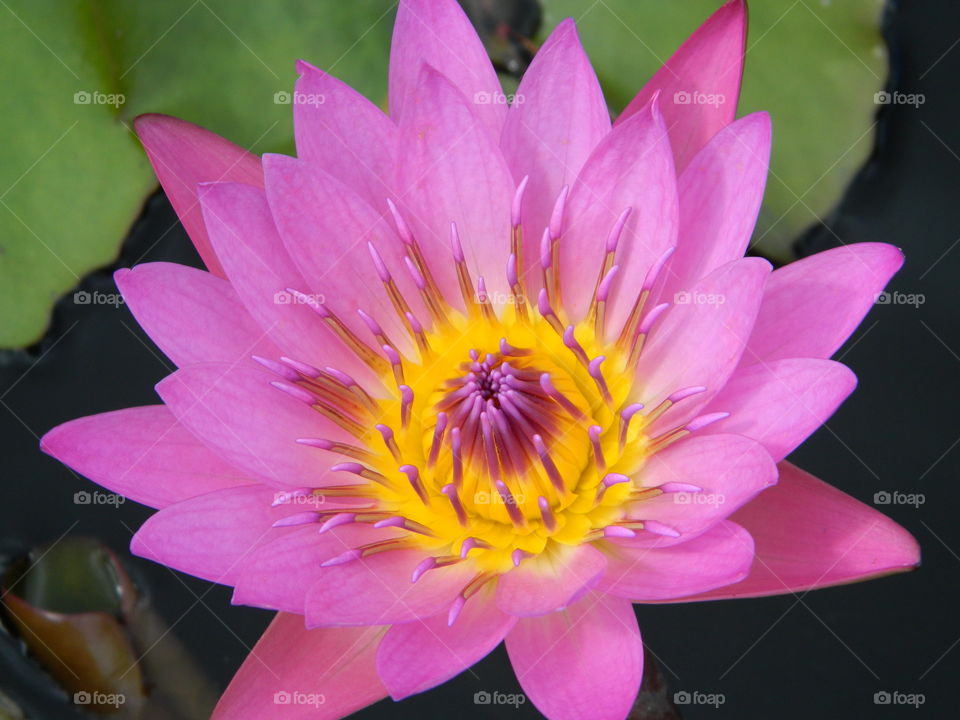Naples water lily
