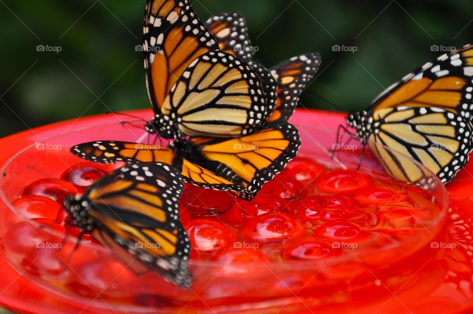 Close-up of butterfly feeding