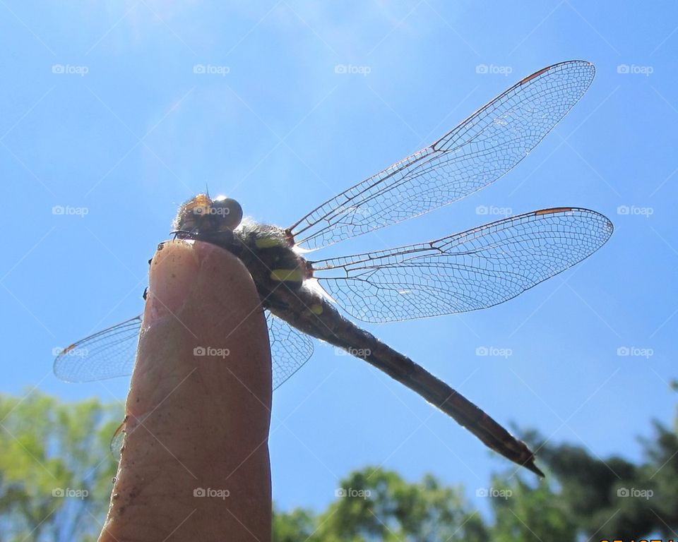 Dragonfly on finger tip