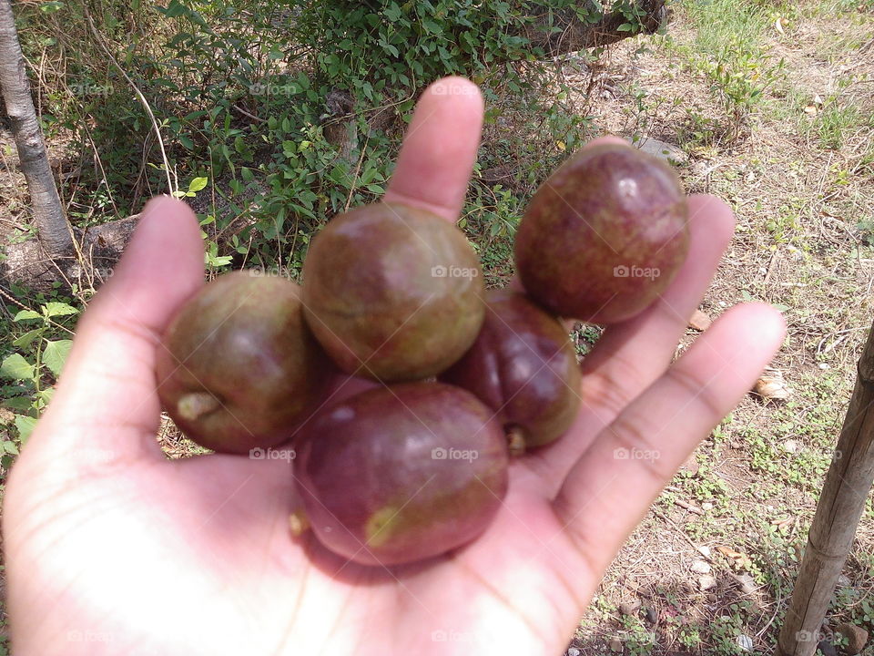 Sineguelas (Spondias purpurea) or Spanish Plum in English, is a native to Mexico and the western coast of Central and South America. Brought over by the Spaniards, it has taken very well to the Philippine archipelago and thrives here, according to Doreen Fernandez.