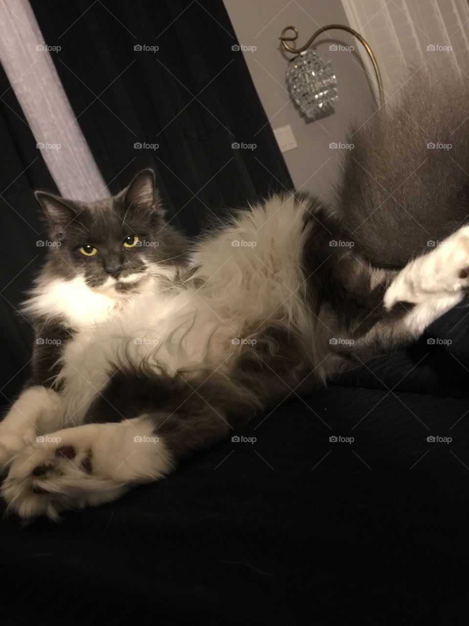 Gray & white Maine coon cat "playboy" posing