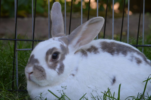 Animals having a hay day
