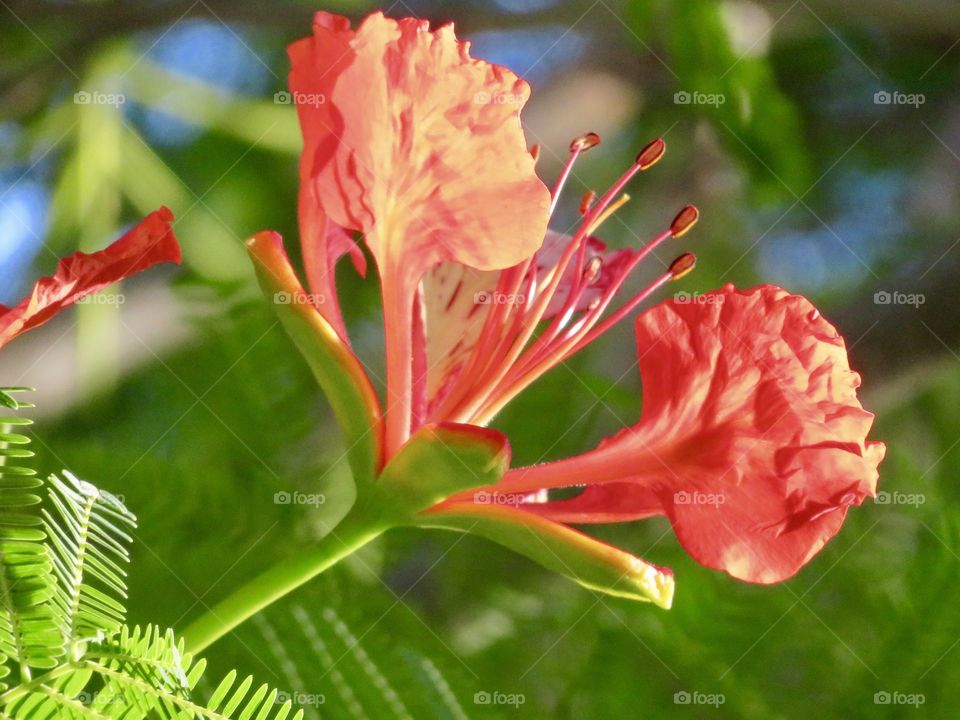 Beautiful fiery flower