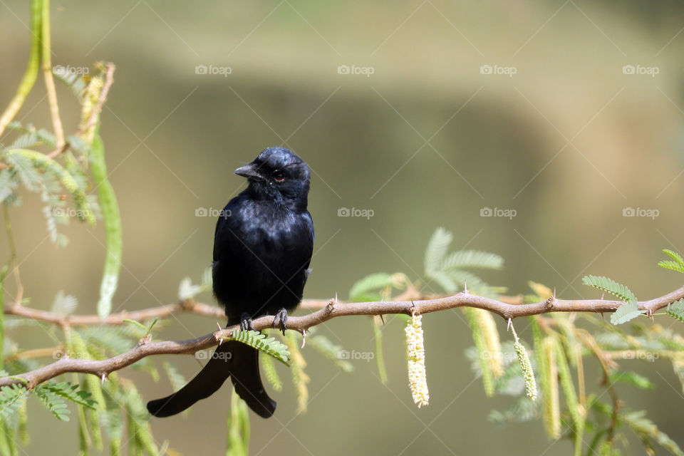 Black Drongo #Vadodara #Incredible India