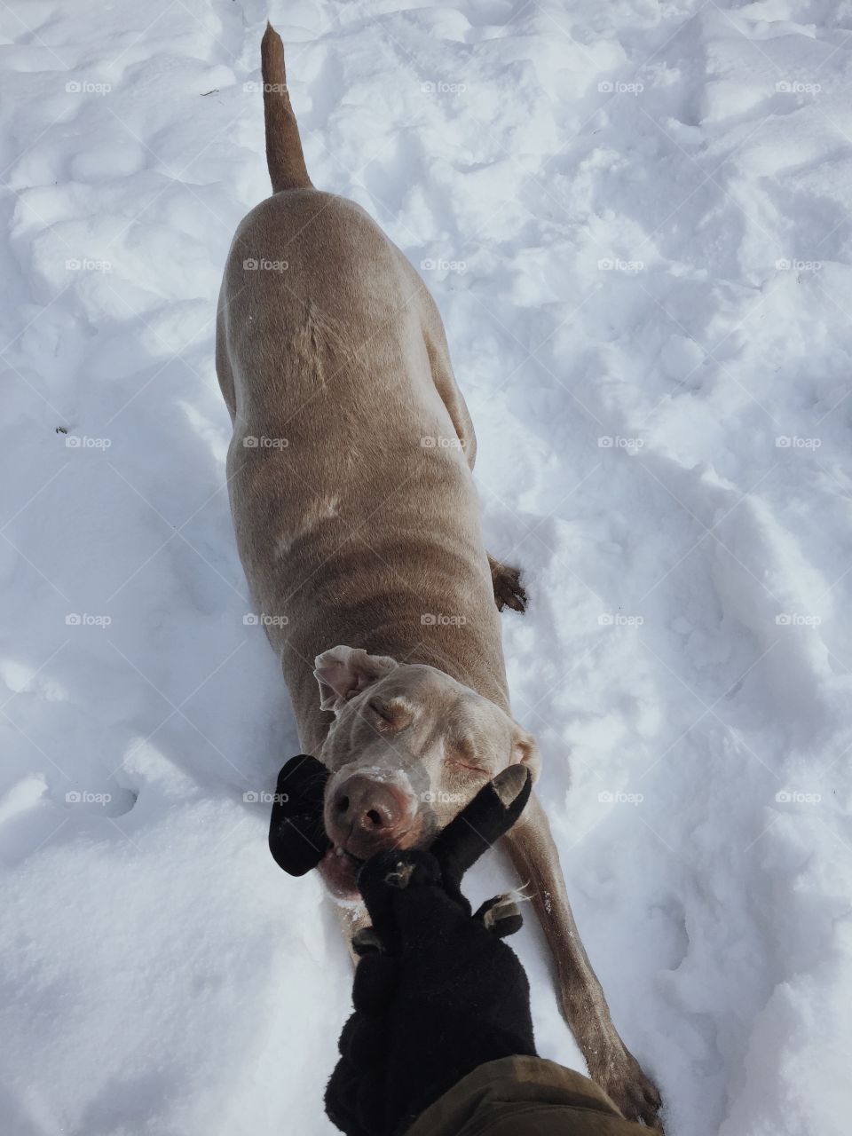 Tug of war with Weimaraner 