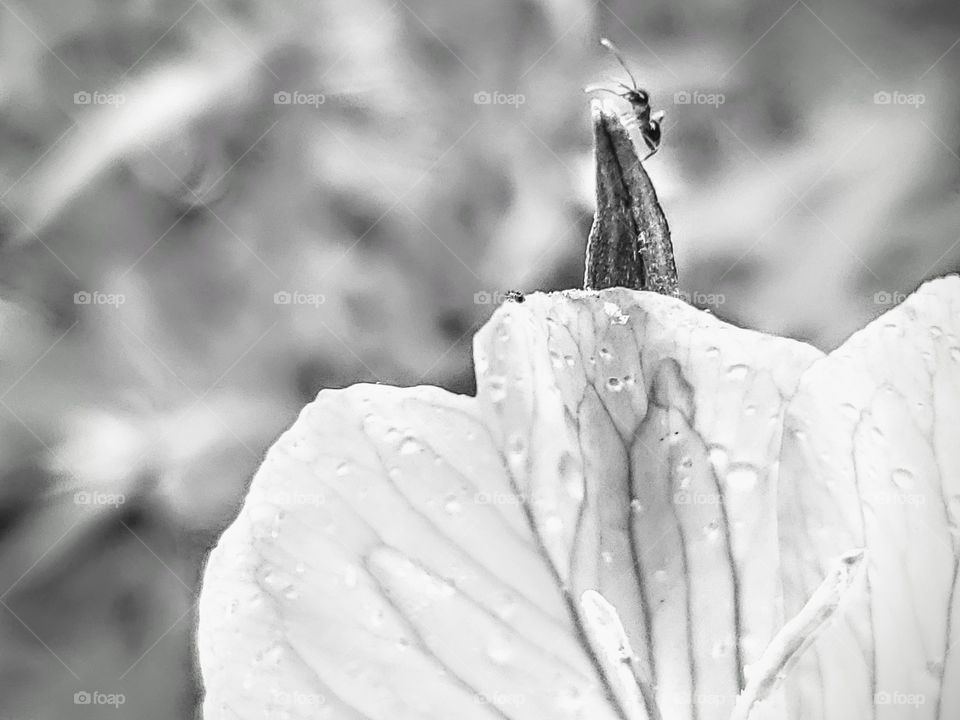 Black and white monochrome close up of a ant climbing what appears to be a hill to the tiny ant but that is actually a wild primrose flower bud.