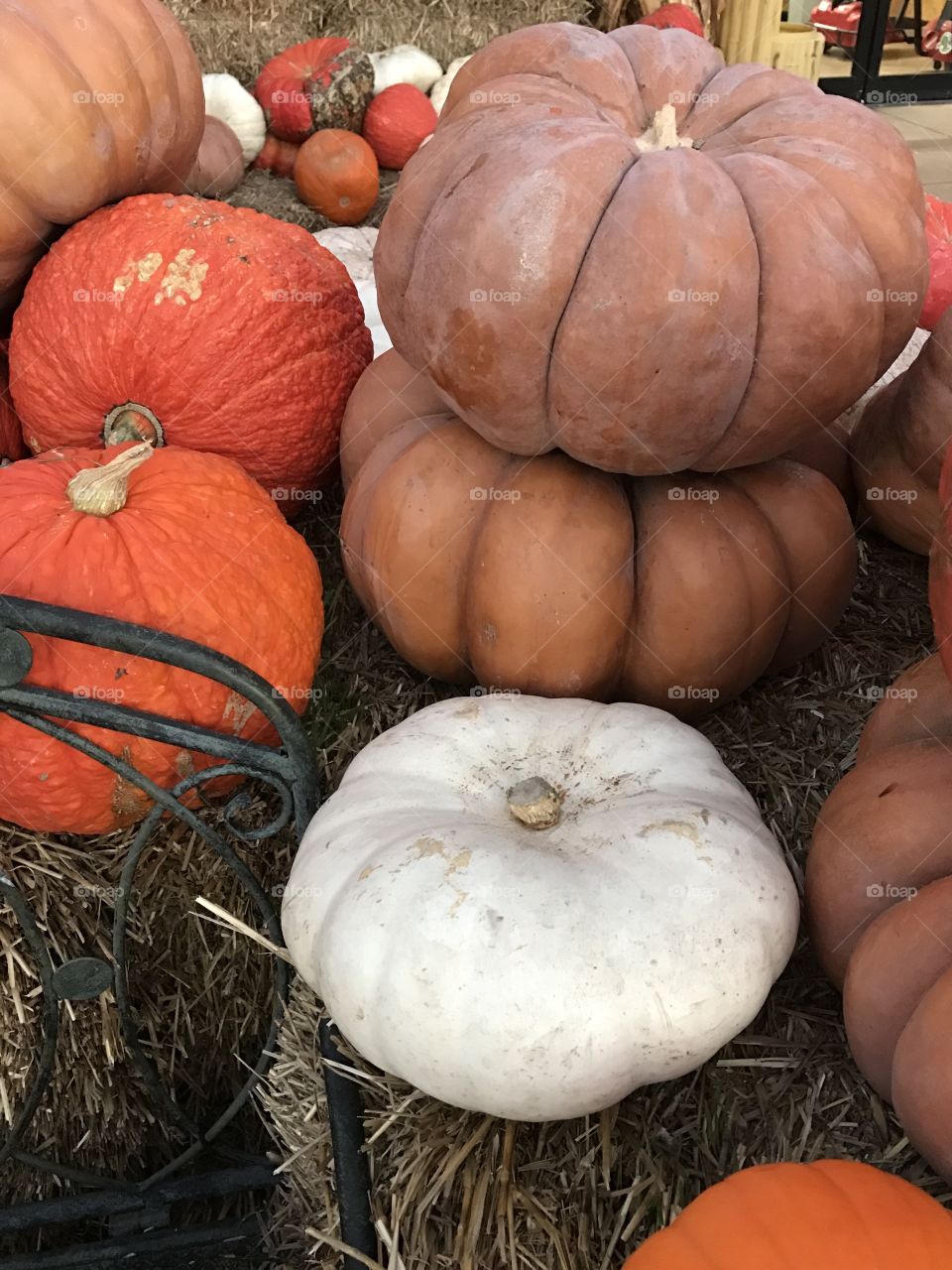 Pumpkins by a Bench