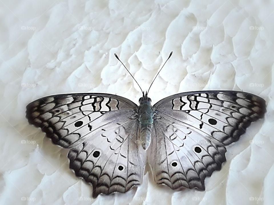 butterfly white black
