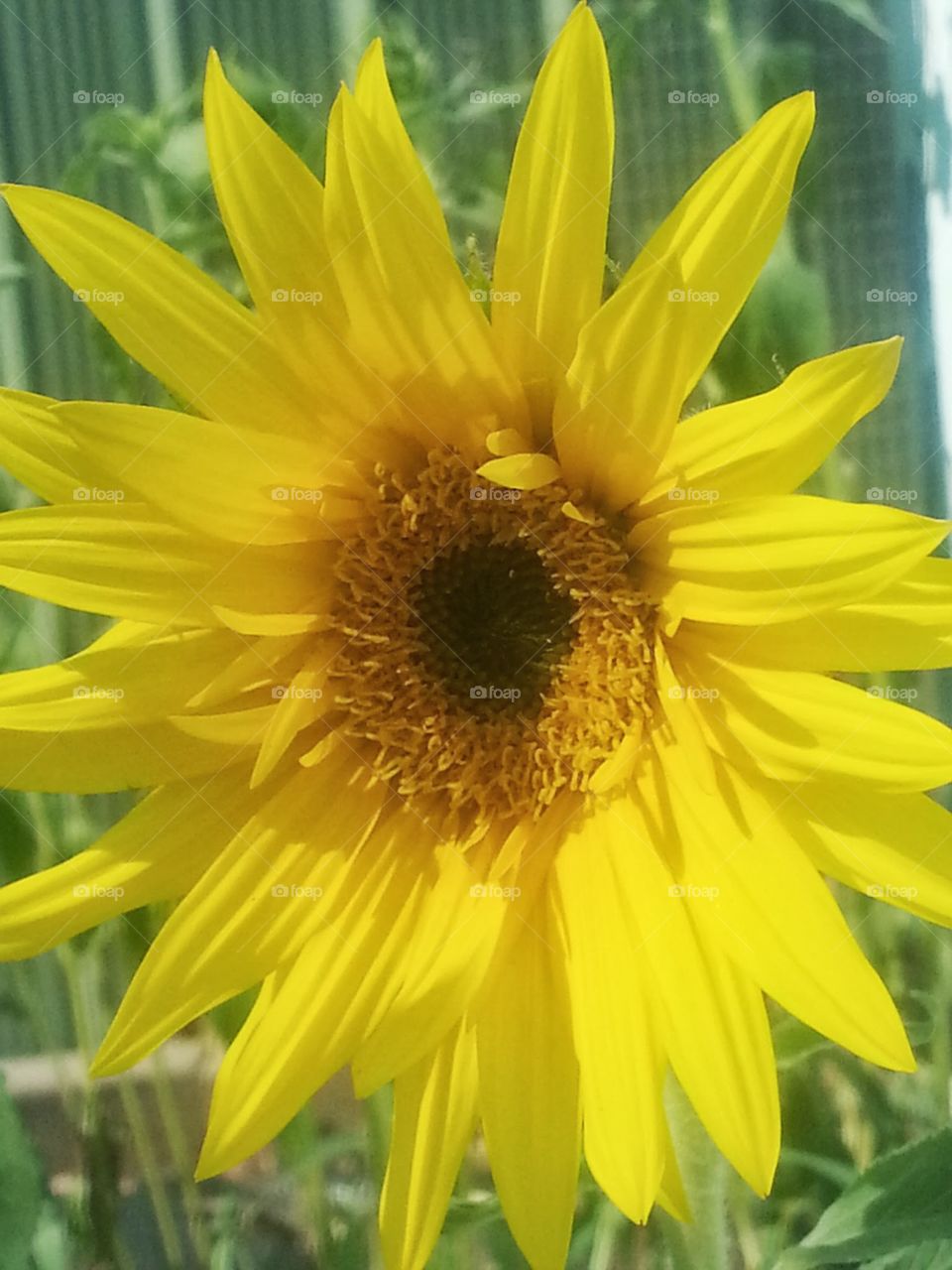 A Beautiful full bloomed sunflower