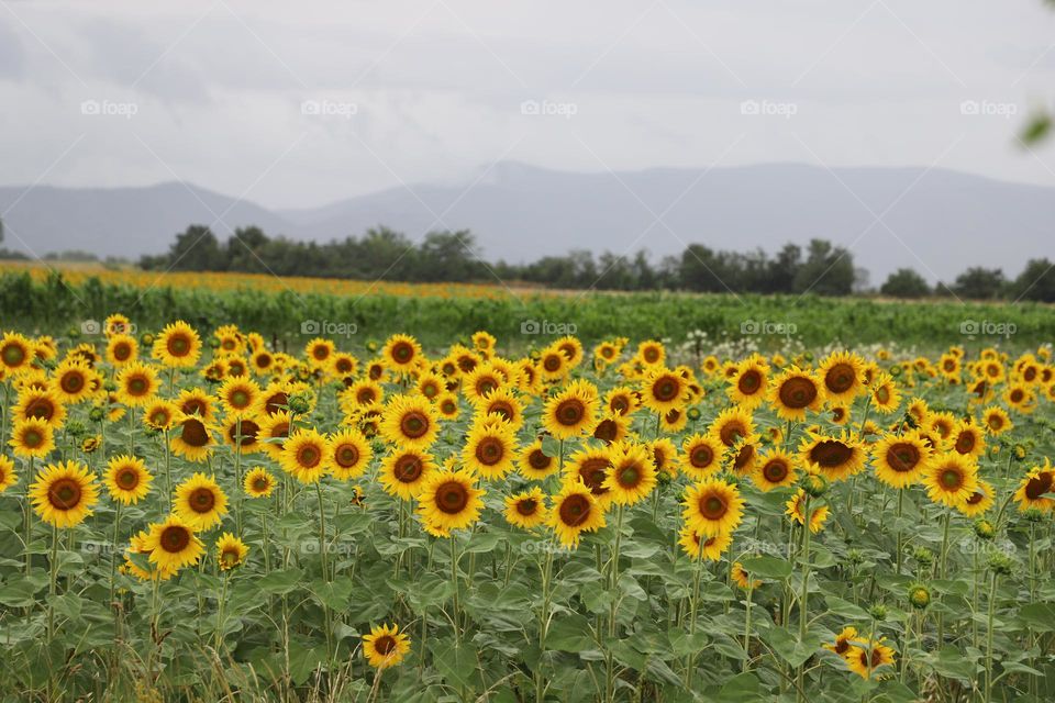 Sunflower field 