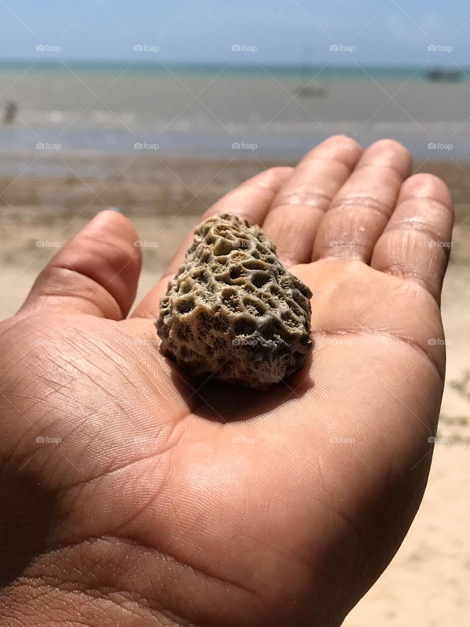 A piece of coral that comes off the coral coast