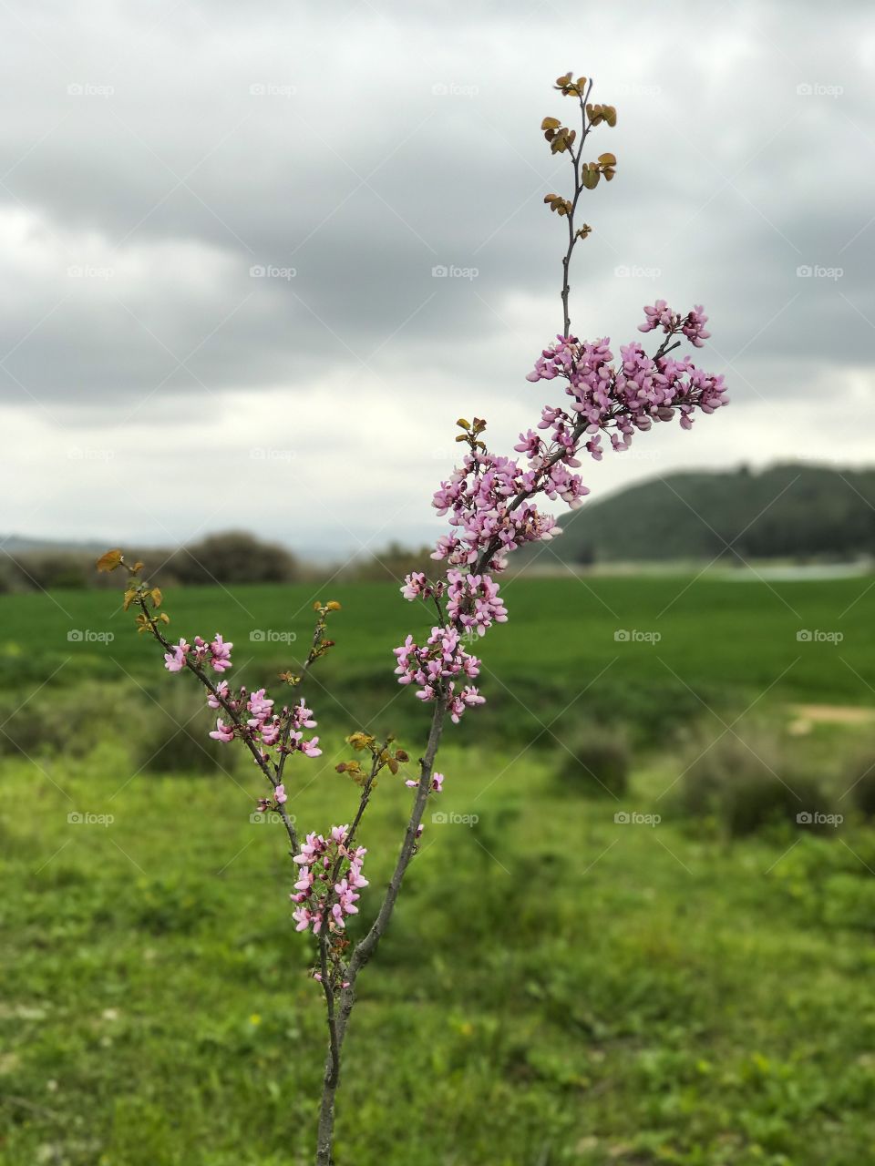 Nature - Wild Flowers 