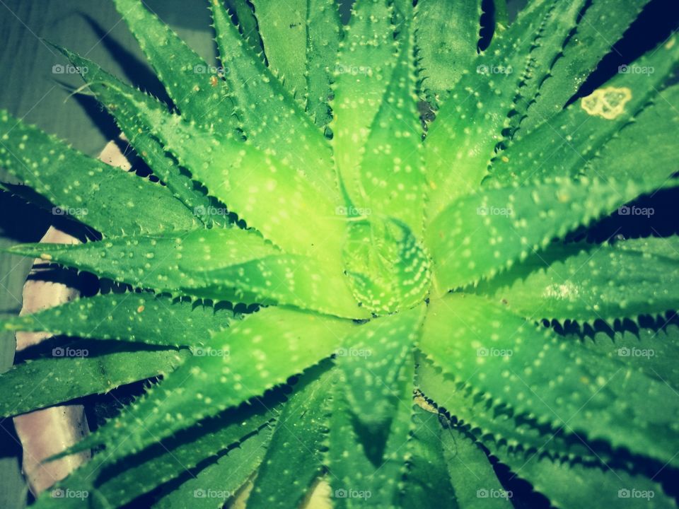 Leaf, Cactus, Flora, No Person, Nature