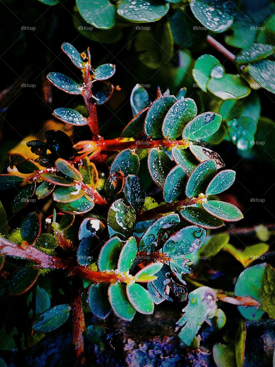 Euphorbia prostrata(prostrate spurge or prostrate sandmat)