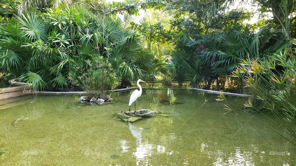 Exotic white bird with long legs in pond and tropical lush green garden in Mexico