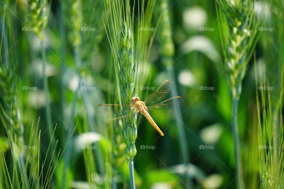 fly golden insect