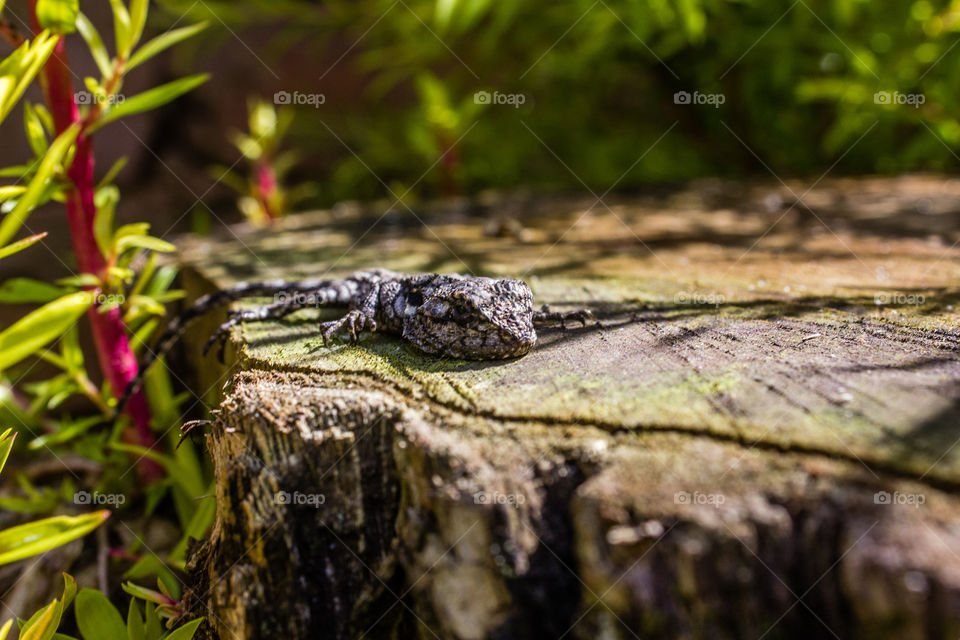 lizzard on a tree stump