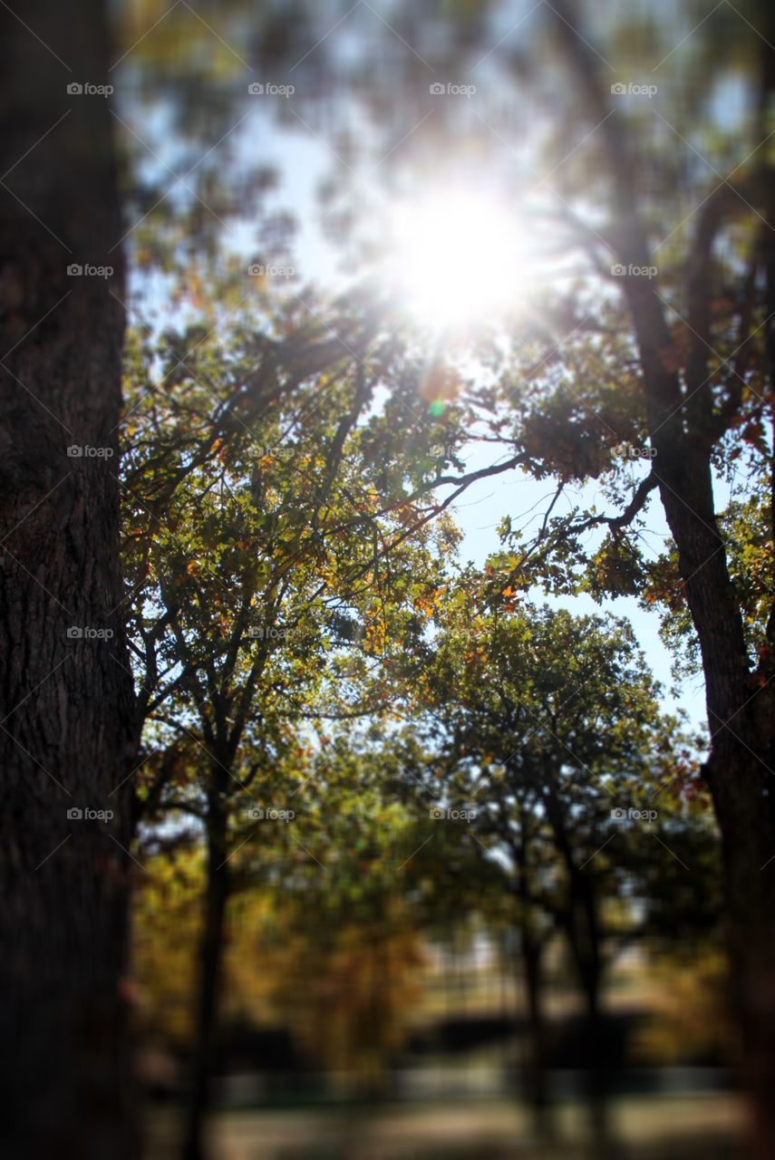 Sunrays filtering through the trees