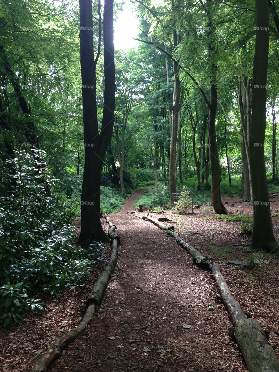 Woodland walk