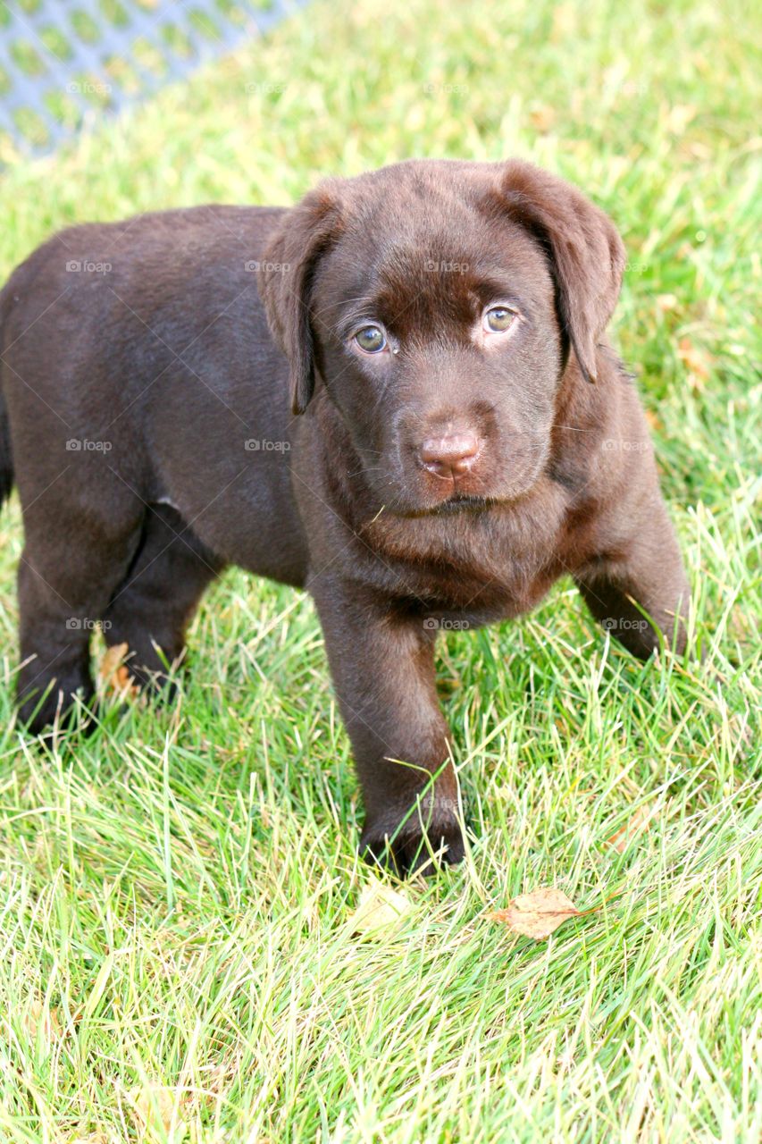 Chocolate lab puppy
