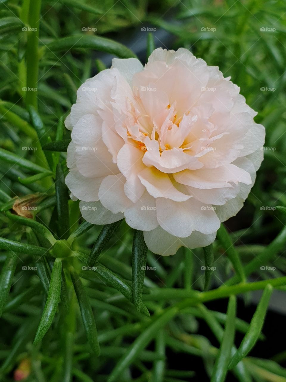 the portulaca grandiflora