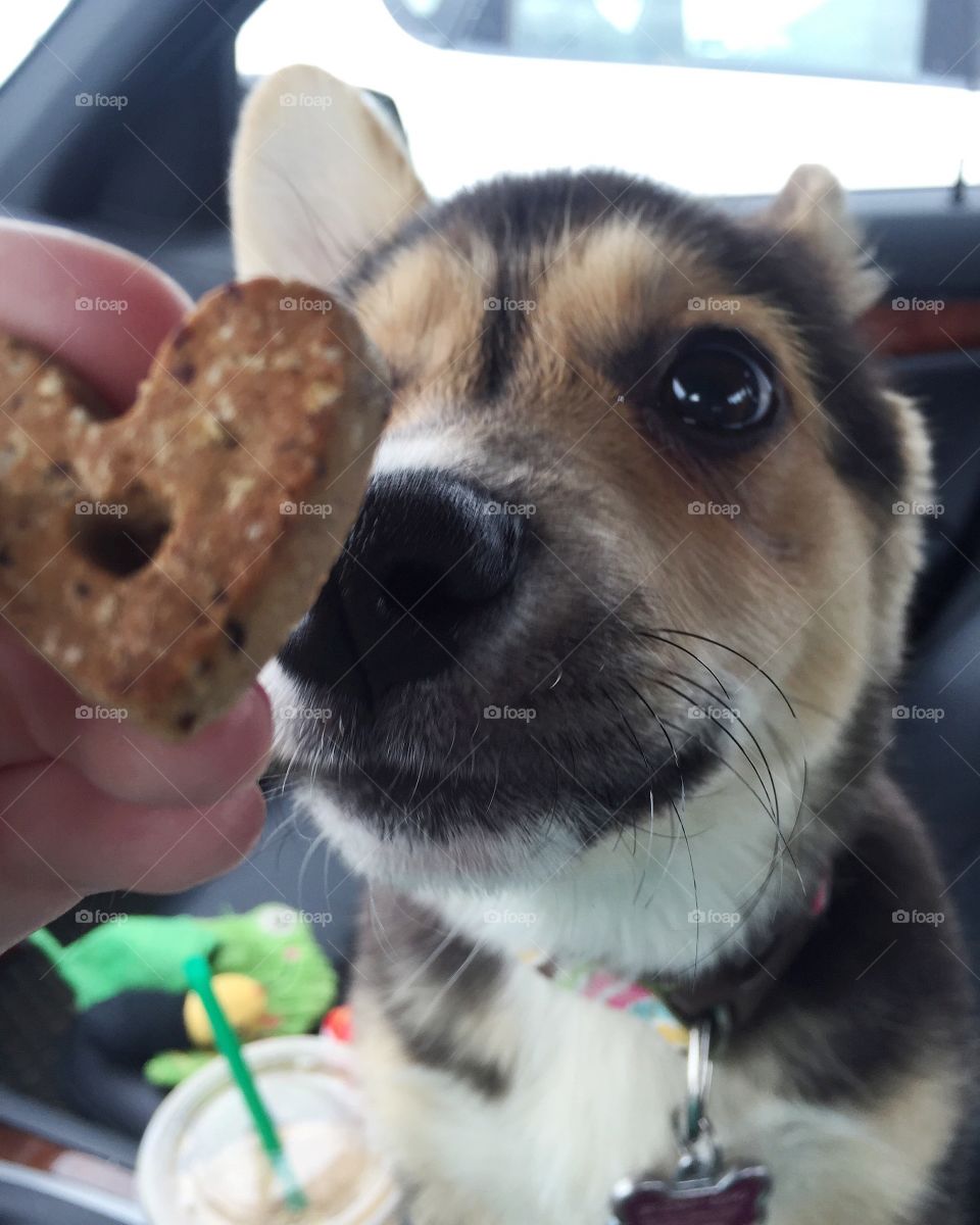 Corgi Gets a Cookie