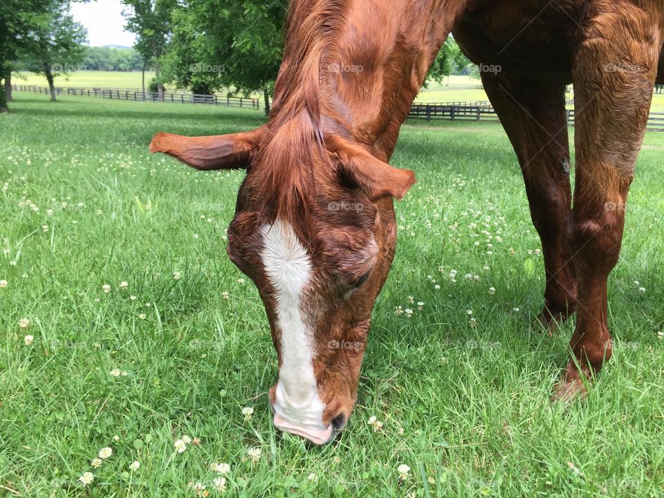 Skipper the chestnut quarter horse gelding loves to eat spring summer clover and graze around the farm