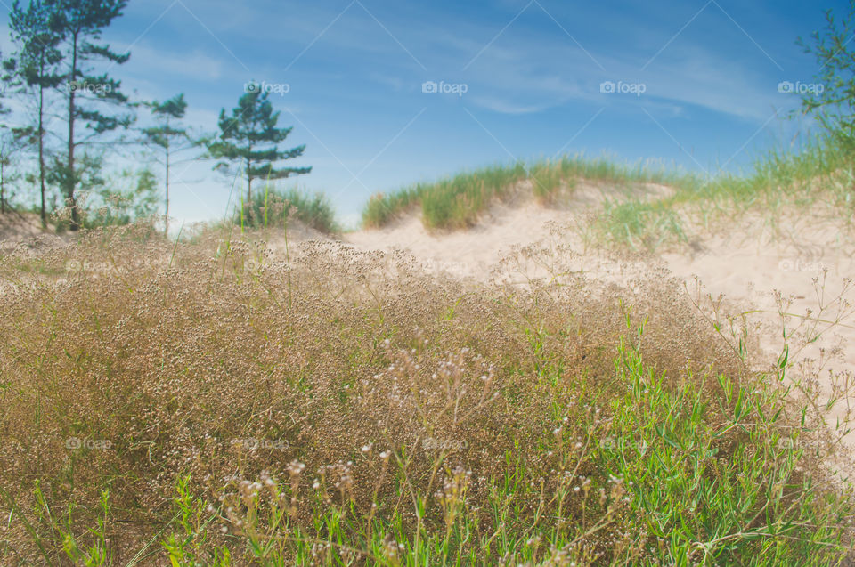 Dunes and dry grass 