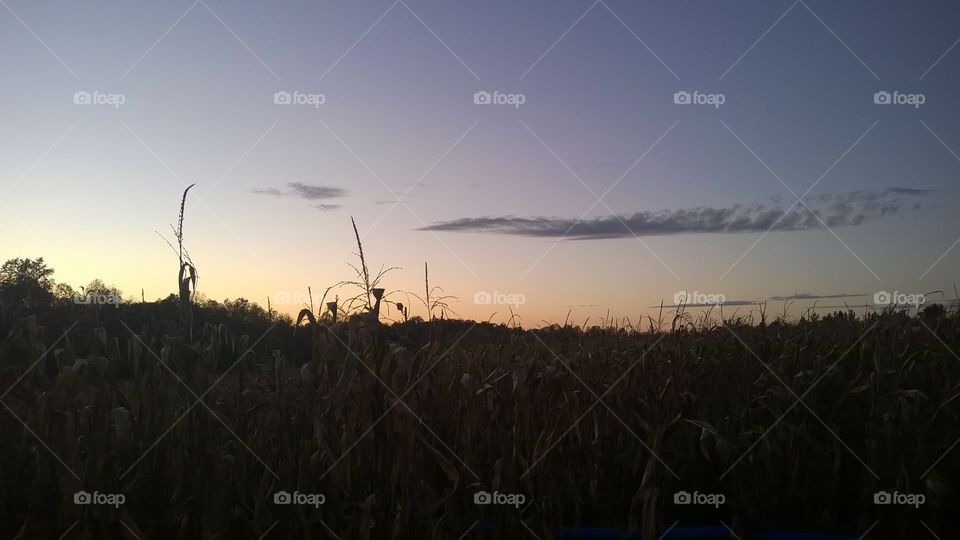 sunset on a Georgia corn maze