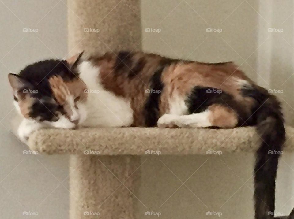 Calico Catnap