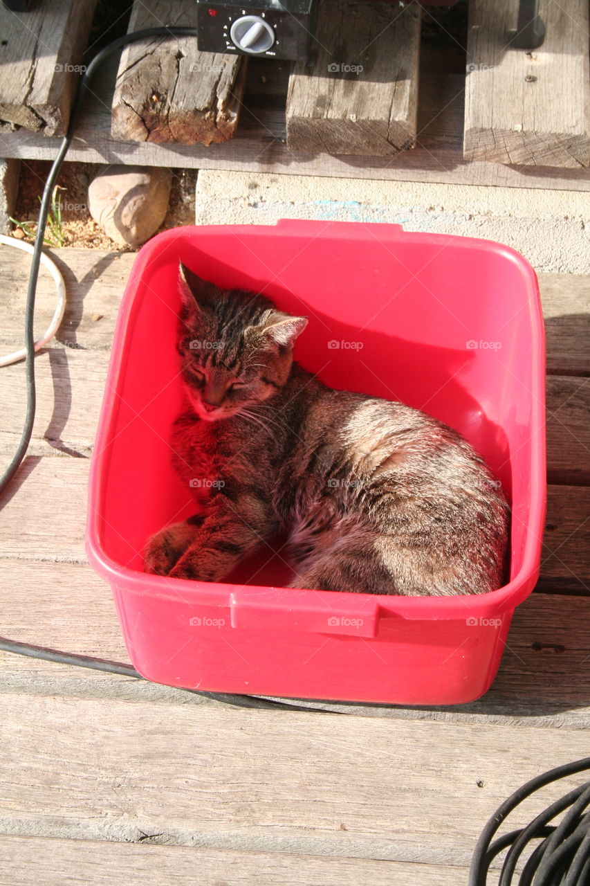 There will be no laundry today. Cat has better ideas, how to use the box...