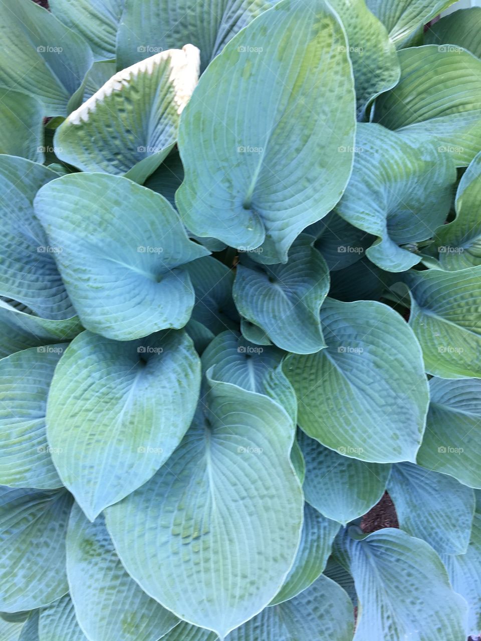 Hosta leaves