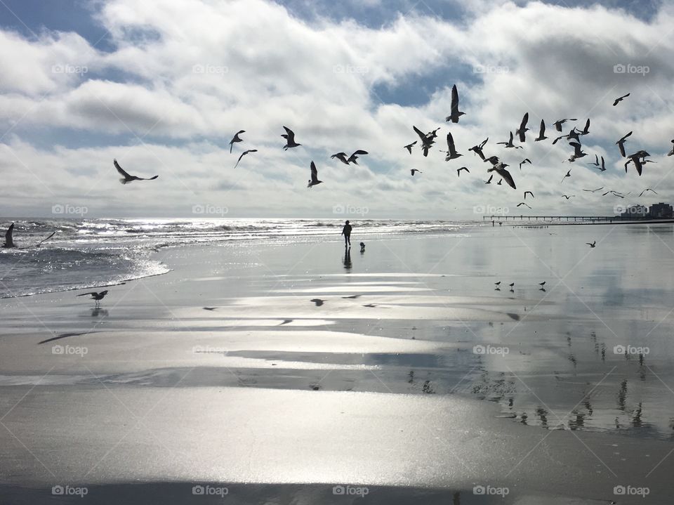 Bird, Water, Seagulls, Beach, Winter