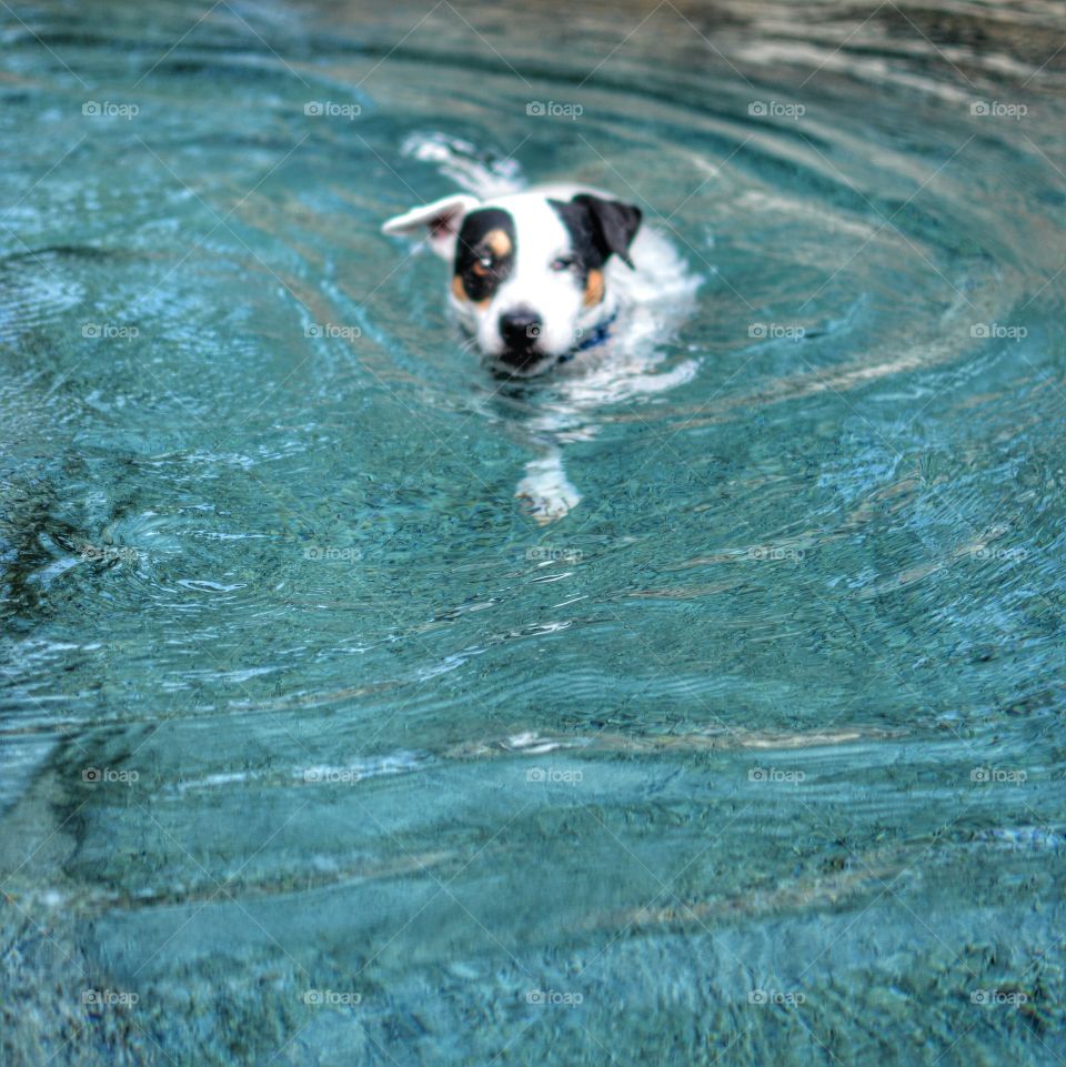 Jack Russell Terrier swimming