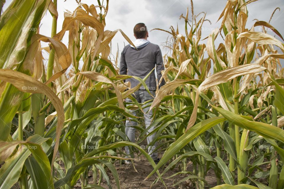 Man in corn field  